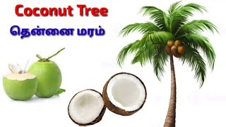 Learn Trees Names | மரங்கள் பெயர்கள்  | PART 1 | #tipsforkids | #trendingvideo