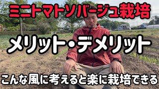 所詮は露地のミニトマト。だけどソバージュ栽培が1番利益になる