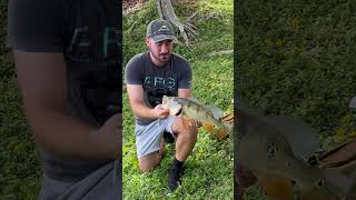 HUGE Peacock Bass Splashes Me!  #fishing #bassfishing #peacockbass