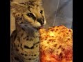 foodie fera the african serval