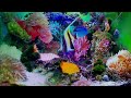 relaxing and pleasant music real and beautiful aquarium