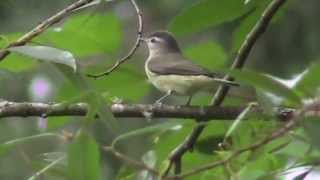 Warbling Vireo