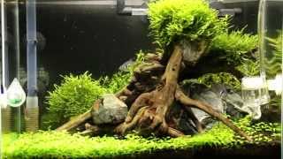 16吋水草缸 (記錄) Planted Aquarium ( Documentary)