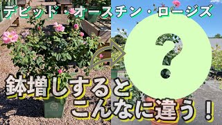 【Before/After】イングリッシュローズの6L鉢苗をサイズアップ！1ヶ月後の成長が段違い！