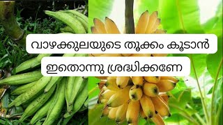 വാഴകൃഷി 💯% വിജയിക്കാൻ/ Calcium deficiency/Banana Cultivation/Calcium application in banana