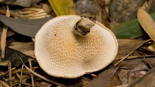 Polyporus alveolaris