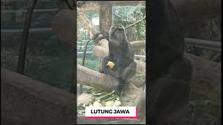 Satwa Langka Lutung Jawa