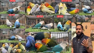 NS aviary lovebirds breed | dun fallow working | naveed sheikh