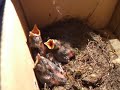 baby eurasian blackbirds eating