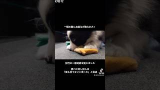 子犬にお給与袋とられた！【ボーダーコリー】