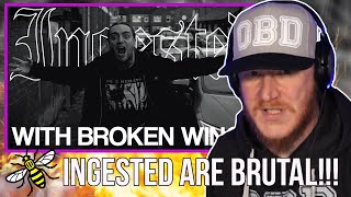 Ingested - With Broken Wings REACTION | OFFICE BLOKE DAVE