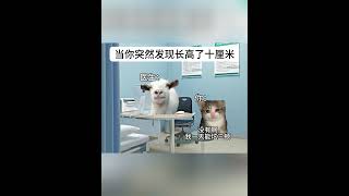 当你突然发现长高了十厘米 #猫meme #猫meme小剧场  #cat #迷恋 #funny  #萌宠 #貓 #pets  #萌寵 #animals #治癒小貓