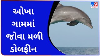 ઓખા ગામમાં જોવા મળી ડોલફીન | Tv9GujaratiNews