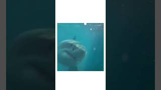 Terrifying Shark Encounter