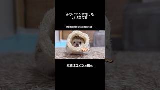 子ライオンになったハリネズミ　　　　　　　　　　　　　　Hedgehog as a lion cub                            #ハリネズミ#cutesthedgehog