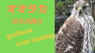 猛禽類　鷹狩　オオタカ　カラス狩り　goshawk　crow hunting