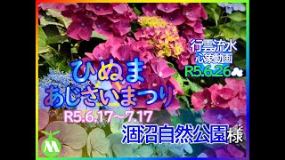 【R5.6.26☁ ひぬまあじさいまつり💐涸沼自然公園】