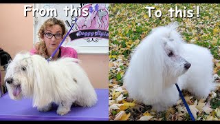 Coton De Tulear Maintenance