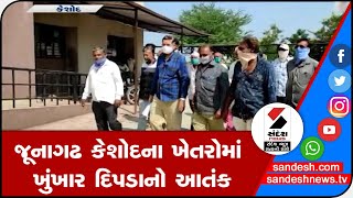 JUNAGADH: કેશોદના ખેતરોમાં ખુંખાર દિપડાનો આતંક  || Sandesh News TV | Cyclone Tauktae