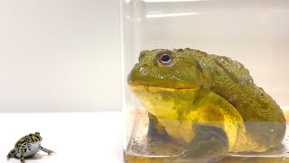 Small frogs will be huge in the future! The African bullfrog frog is too cute!