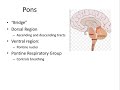 253 Brain stem and diencephalon