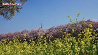 《4K》北越谷元荒川堤の桜 2023（SONY α7I V＆GoPro HERo10）