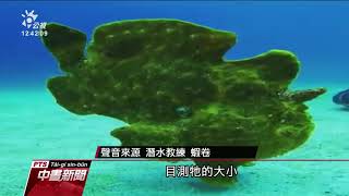 「五腳虎」躄魚現身綠島海底 顏色變化如海草、礁石 20210222 公視中晝新聞