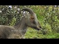 Nilgiri Tahr amid 12-year flowering Nijakurinji : wild mountain goats of India's Western Ghats