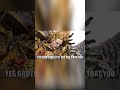Warhammer 40k Meme Dub: Horus Gets Tricked By Sanguinius