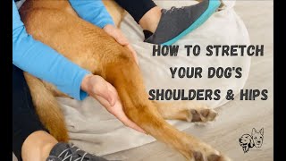 How to Stretch Your Dog's Shoulders & Hips