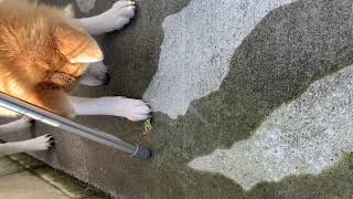 秋田犬VSカマキリ