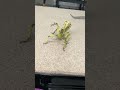 dancing bugs