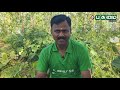 நாள்தோறும் வருமானம் தரும் மேட்டுப்பாத்தி சாகுபடி organicfarming farmingleader