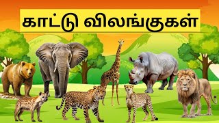 30 காட்டு விலங்குகளின் பெயர்கள்I Learn wild animals names in Tamil and English for kids