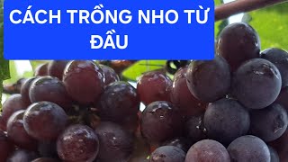 Cách trồng nho sân vườn cho người mới