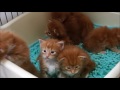 【ペトハピ】生後25日目のメインクーンの子猫たち