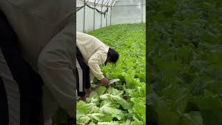 ប្រមូលផលស្ពៃក្រញាញ់ #shorts #agriculture #vegetables #harvesting curly cabbage