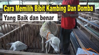 Cara Memilih Bibit Domba dan Kambing Yang Baik dan Benar