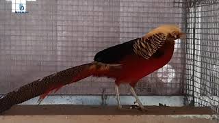 Golden pheasant | ഗോൾഡൻ   pheasent |fancy chick