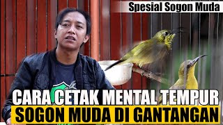 CARA CETAK MENTAL TEMPUR SOGON MUDA DIGANTANGAN