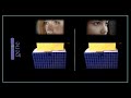 genetic terms loci gene u0026 allele