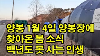 양봉 1월 4일 양봉장에 찾아온 봄 소식 백년도 못 사는 인생