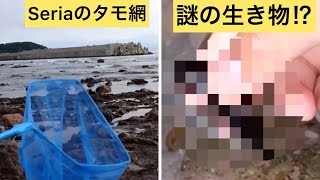 Seriaのタモ網でガサガサしてみた