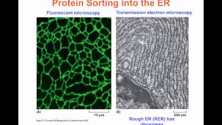 Intracellular Compartments and Transport - Part 1