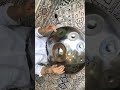 手碟如何即兴入门篇（how to improvise on handpan） handpan