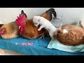 so funny the kitten and the hen are sleeping with the puppy in their arms and the rooster is angry