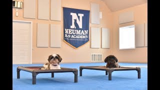 Astrid (Shih-tzu) Boot Camp Dog Training Video Demonstration
