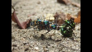 Cicindela　japonica　mating/ハンミョウの交尾