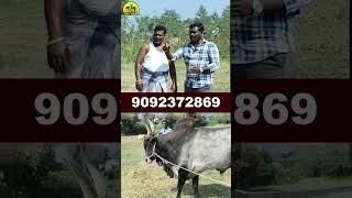 திமில் எல்லாம் என்ன சைஸ்ல இருக்கு? #காங்கேயம் #cow #agriculture #shortsfeed