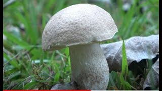 Leccinum duriusculum          ( Boletus de chopo  - The poplar boletus -  Boleto del pioppo )